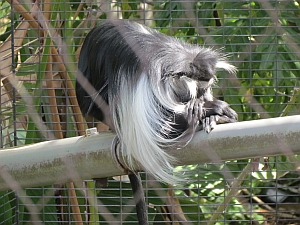 colobus