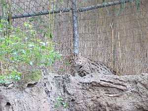 Fishing cat