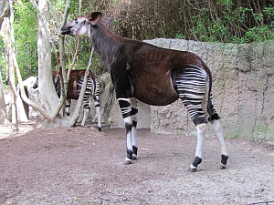 Okapi