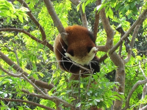 red panda