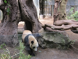 panda