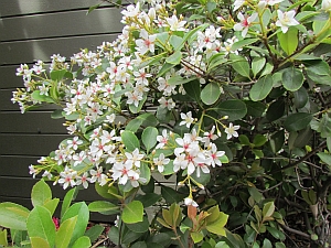 white flowers