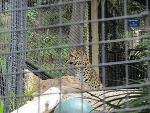 amur leopard