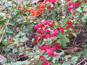 red flowers