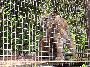 mountain lion