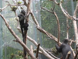 langur