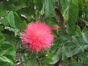 pink flower