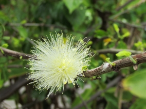 white flower