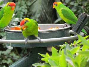 3 iris lorikeets