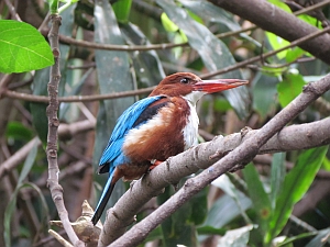 kingfisher