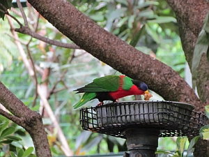 Collared lory