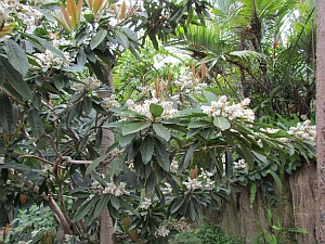 white flowers