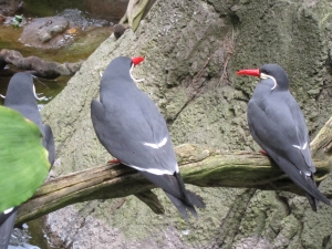 inca terns