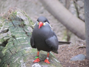 Inca Tern