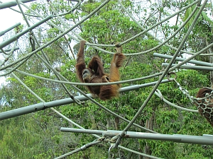 orangutan swinging