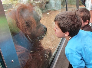 Children with Orangatan