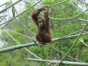 orangutan