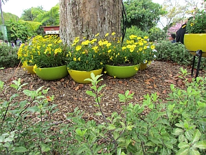 potted plants