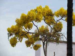 yellow tree