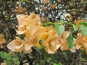 yellow flowers detail