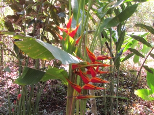 heliconia