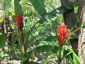 red flowers