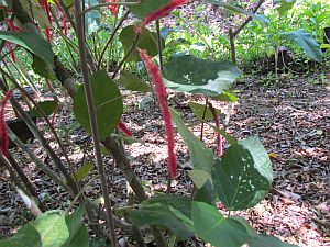 Chenille plant, Red-Hot Cattail