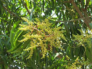 mango blossoms