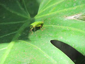 bug on a leaf