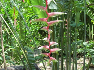 pink & green flowers