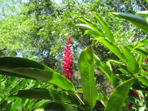 red flower