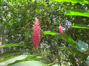 pink flowers