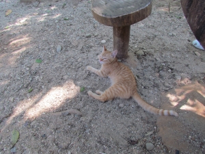 cat resting