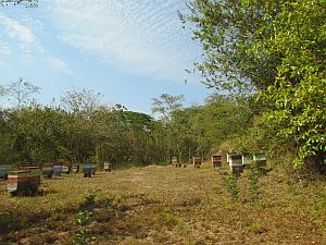 bee hives