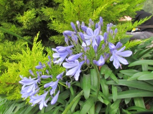 purple flowers