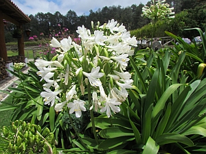 white flowers