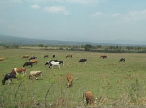 cattle