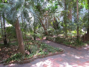 plants in courtyard