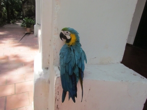 blue parrot