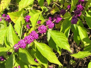 Beauty Berry