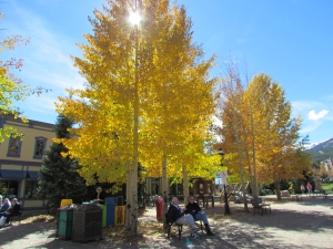 golden trees