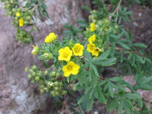 yellow flowers