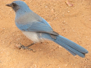 blue bird