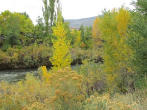 water & trees