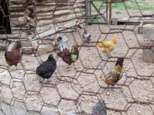 chickens