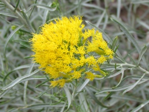 yellow flower