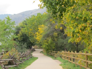 trees along the trail