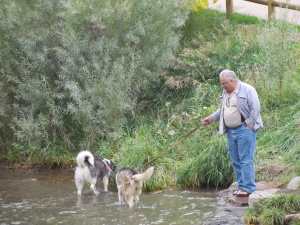 dogs & water