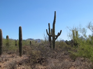 saguaro