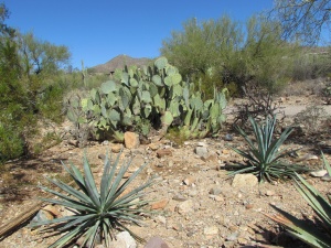 more cactus